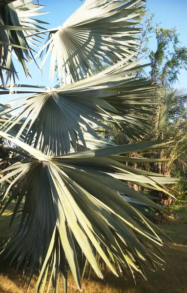 Palmträd Och Löv — Stockfoto