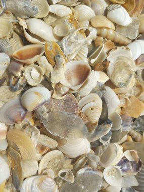Kumsalda deniz kabukları
