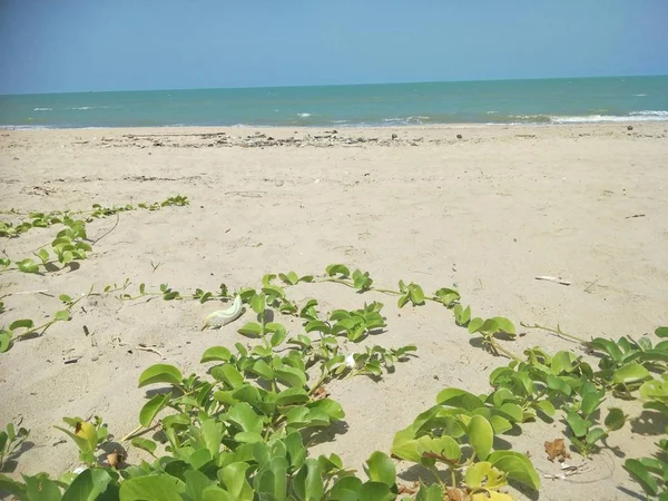 海滩上的海植物 — 图库照片