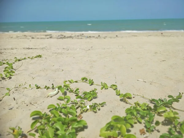 Seaplant Pantai — Stok Foto