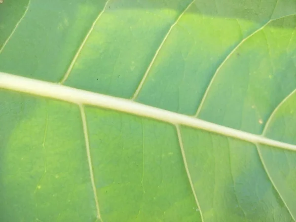 Textur Grüne Blätter Thailand — Stockfoto