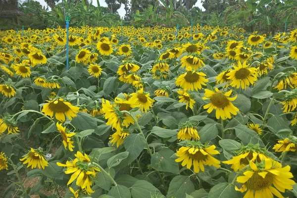 Sunflower Field Thailand — Stock Photo, Image