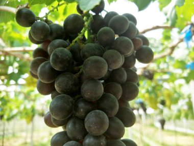 Tayland güneyinde üzüm çiftliği