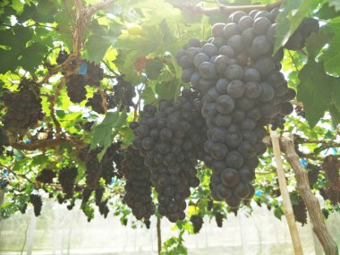 Tayland güneyinde üzüm çiftliği