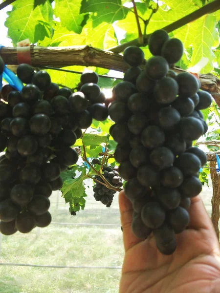 Виноградний Фермі Півдні Таїланду — стокове фото
