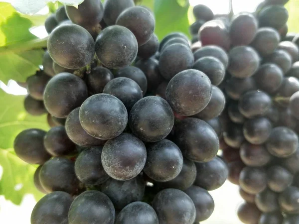 Druiven Boerderij Het Zuiden Van Thailand — Stockfoto