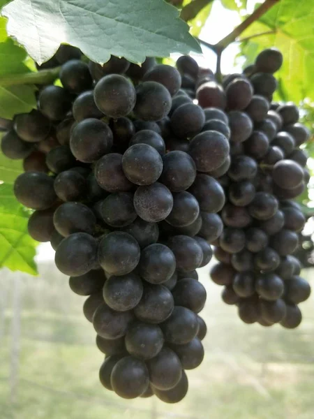 Grape Farm South Thailand — Stock Photo, Image
