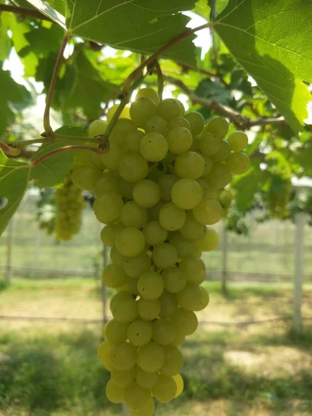 Azienda Vinicola Nel Sud Della Thailandia — Foto Stock