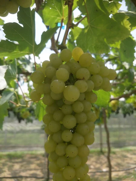 Grape Farm South Thailand — Stock Photo, Image