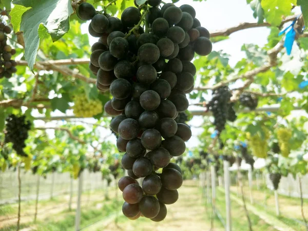 Granja Uva Sur Tailandia —  Fotos de Stock