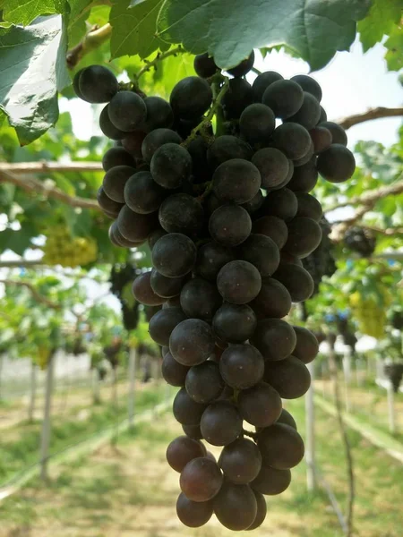 Azienda Vinicola Nel Sud Della Thailandia — Foto Stock