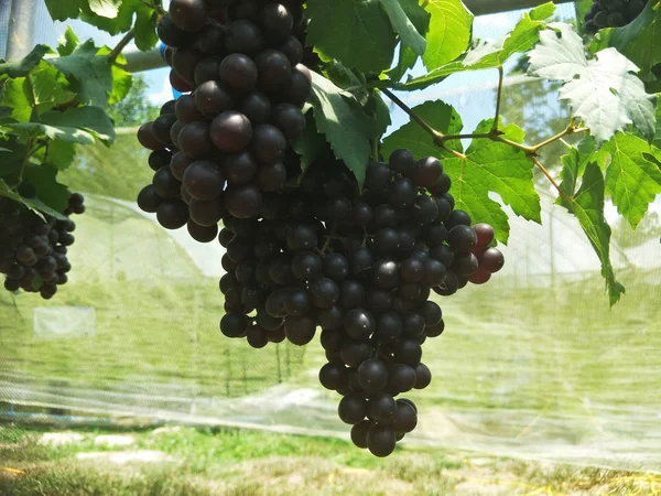 Azienda Vinicola Nel Sud Della Thailandia — Foto Stock