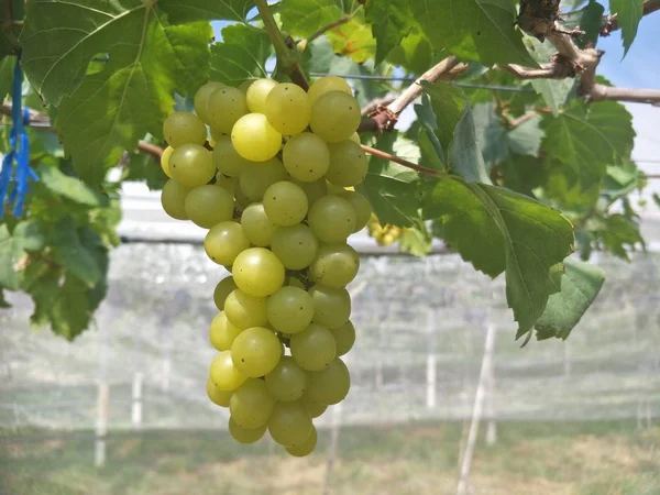 Azienda Vinicola Nel Sud Della Thailandia — Foto Stock