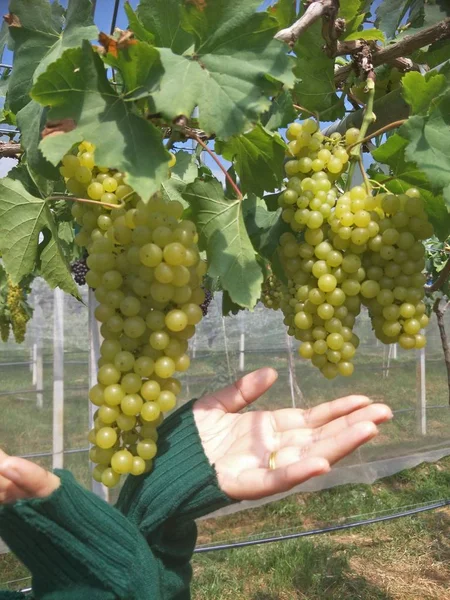 Grape Farm South Thailand — Stock Photo, Image