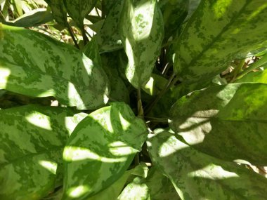 Bahçede süs bitkileri