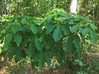 Bahçede kauçuk fideler