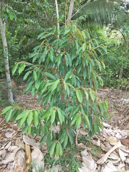 庭のドリアン植物の種子 — ストック写真