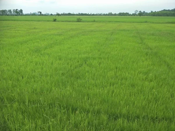 泰国南部的绿色稻田 — 图库照片