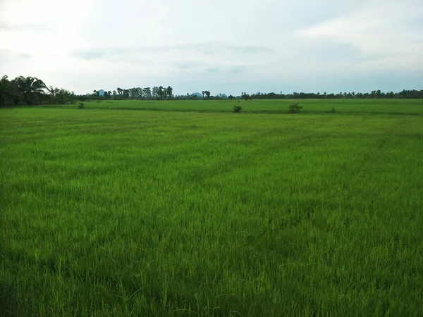 Groene Rijstveld Het Zuiden Van Thailand — Stockfoto