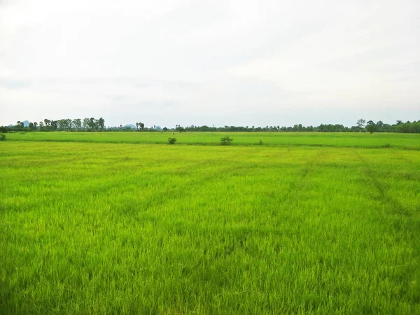 泰国南部的绿色稻田 — 图库照片
