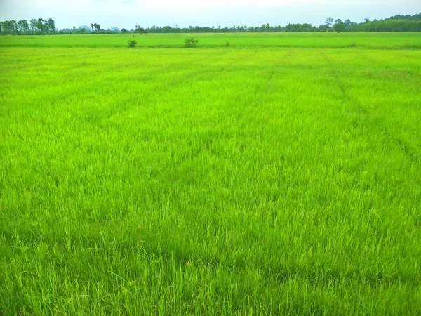 Zielone Pole Ryżowe Południowej Tajlandii — Zdjęcie stockowe