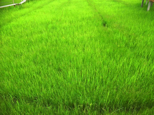 Green Rice Field South Thailand — Stock Photo, Image