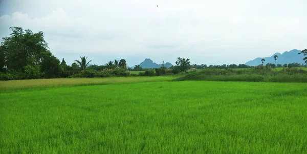 Gröna Risfält Södra Thailand — Stockfoto