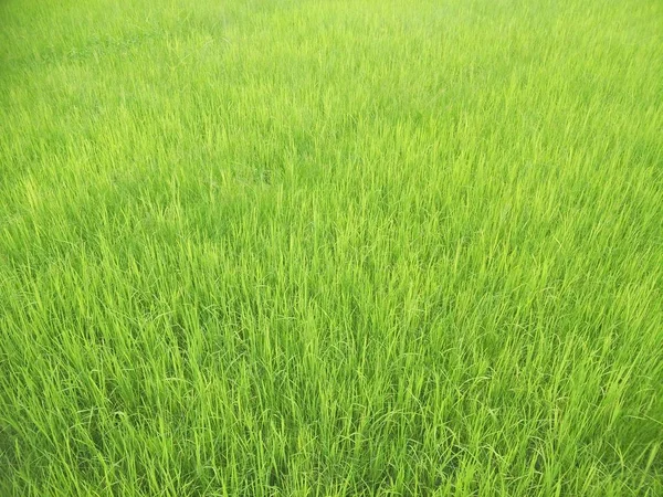 Risaia Verde Nel Sud Della Thailandia — Foto Stock