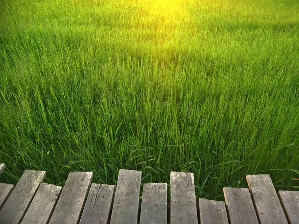 Campo Arroz Verde Sur Tailandia — Foto de Stock