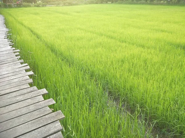 Zöld Rizs Mező Dél Thaiföld — Stock Fotó