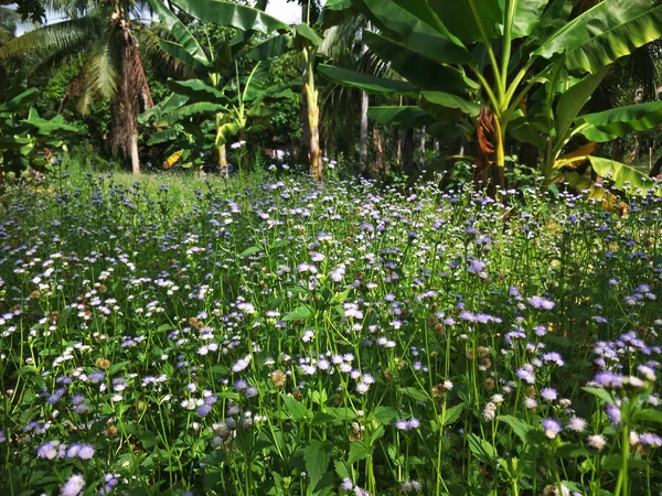 Bidang Bunga Musim Panas — Stok Foto