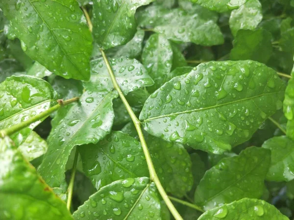 Piante Ornamentali Nella Stagione Delle Piogge — Foto Stock