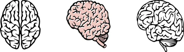 Icono Del Cerebro Sobre Fondo Blanco — Vector de stock