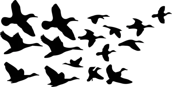 Les Oiseaux Volent Sur Fond Blanc — Image vectorielle