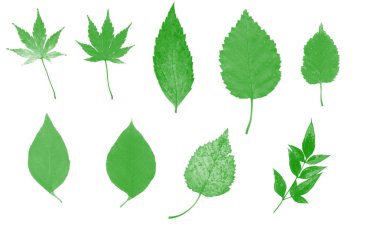 yeşil ağaç illüstrasyon arka plan