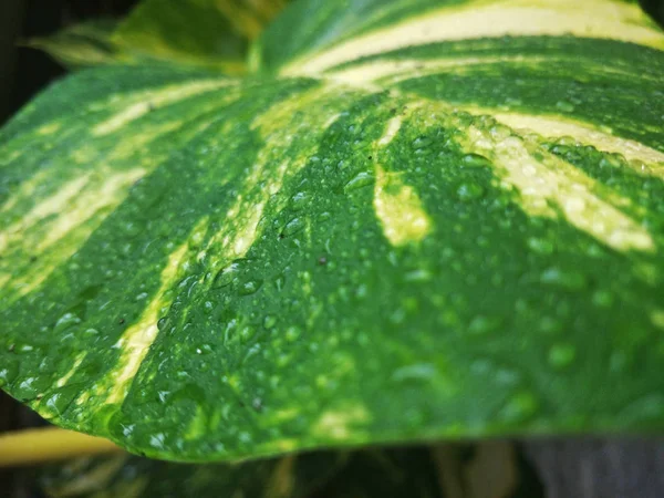 Tropfen Wasser Auf Ein Blatt Zierpflanze — Stockfoto