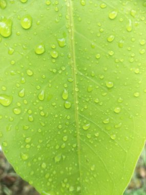 bir yaprağın üzerine su damla