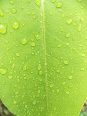 bir yaprağın üzerine su damla