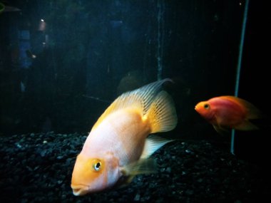 akvaryumda balık birçok tür