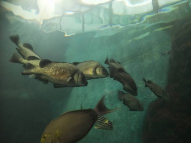 akvaryumda balık birçok tür