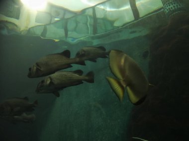 akvaryumda balık birçok tür