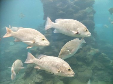 akvaryumda balık birçok tür