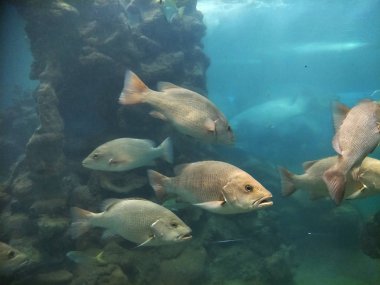 akvaryumda balık birçok tür
