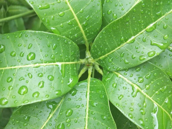 Goccia Acqua Una Foglia — Foto Stock