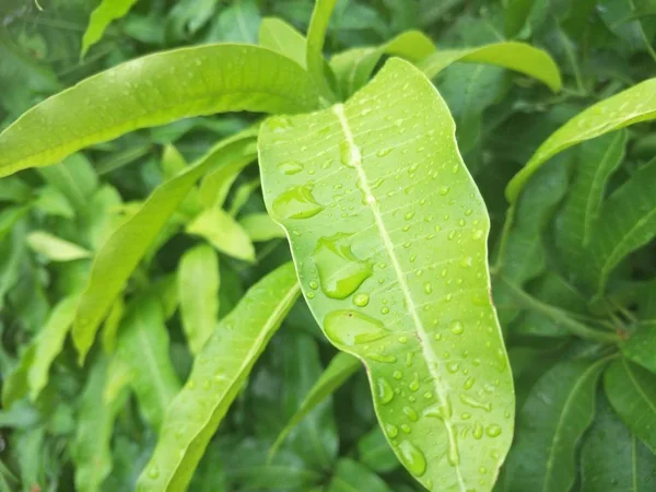 bir yaprağın üzerine su damla