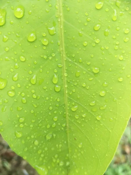 bir yaprağın üzerine su damla