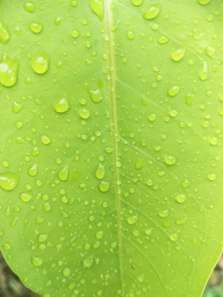 bir yaprağın üzerine su damla