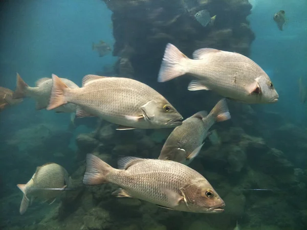 Many Kind Fish Aquarium — Stock Photo, Image
