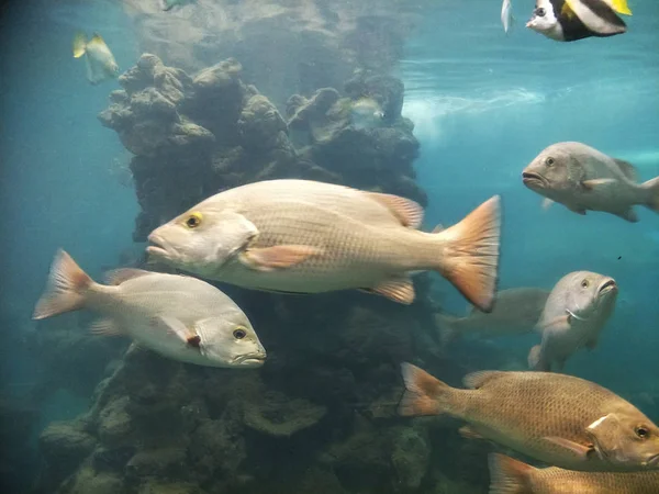 akvaryumda balık birçok tür