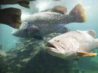 akvaryumda balık birçok tür